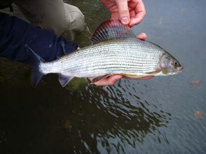 A grayling from the Lugg. Photo: Adam Fisher